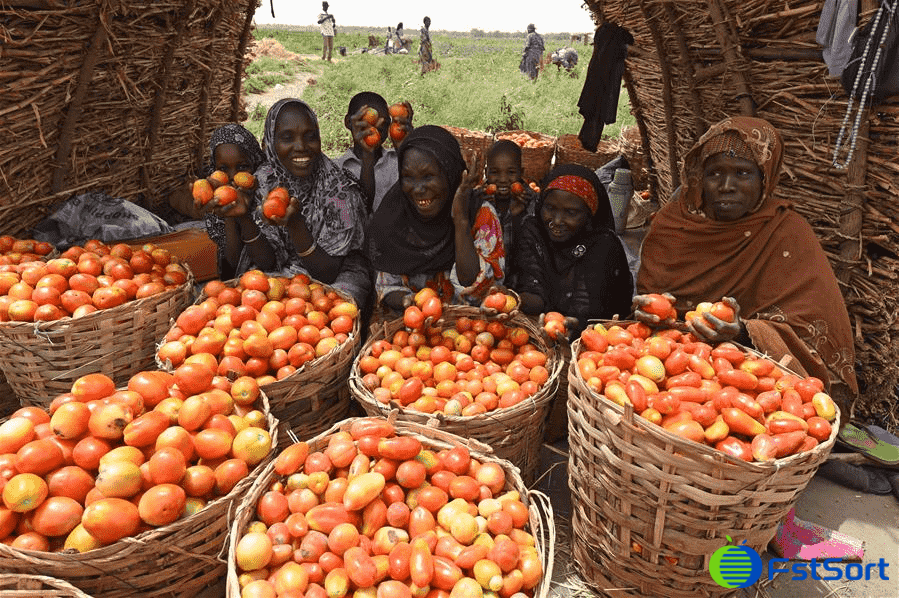 tomato grader.png tomato grader.png